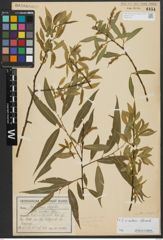 Foto von Salix alba L. x Salix fragilis L.